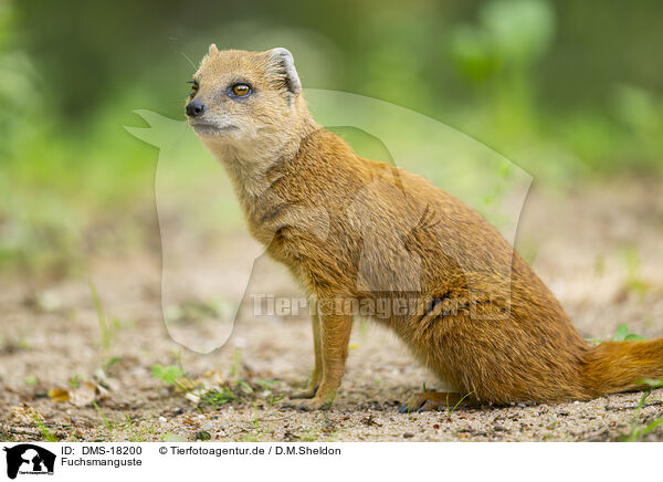 Fuchsmanguste / yellow mangoose / DMS-18200