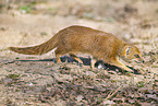 Fuchsmanguste