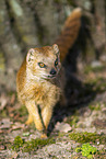 Fuchsmanguste