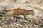 Fuchsmanguste