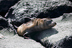 Galápagos-Seelöwe