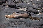 Galápagos-Seelöwen