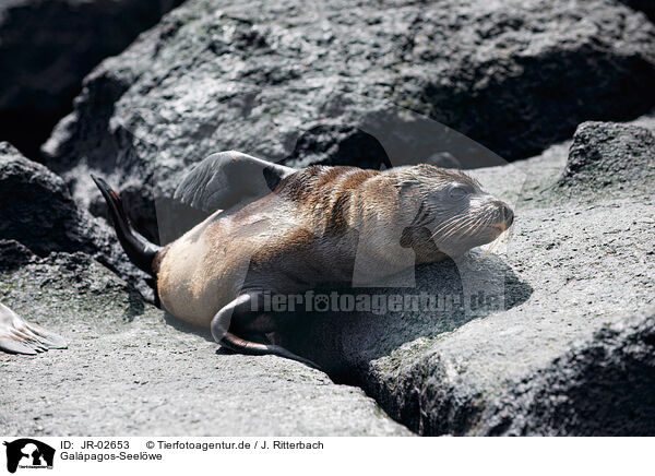 Galpagos-Seelwe / Galapagos sea lion / JR-02653