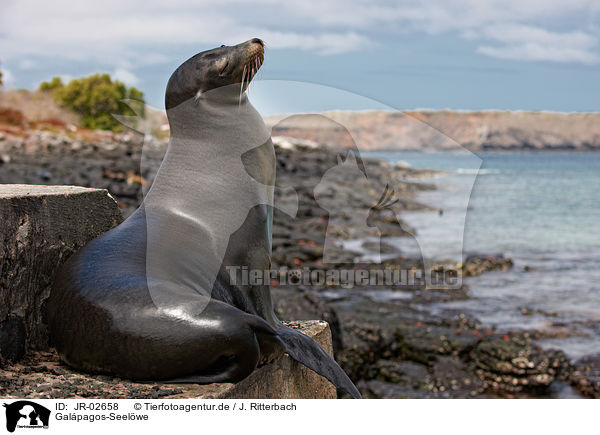 Galpagos-Seelwe / Galapagos sea lion / JR-02658