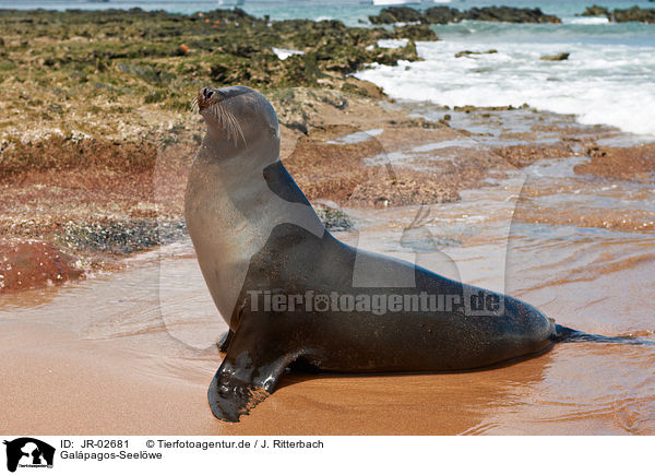 Galpagos-Seelwe / Galapagos sea lion / JR-02681