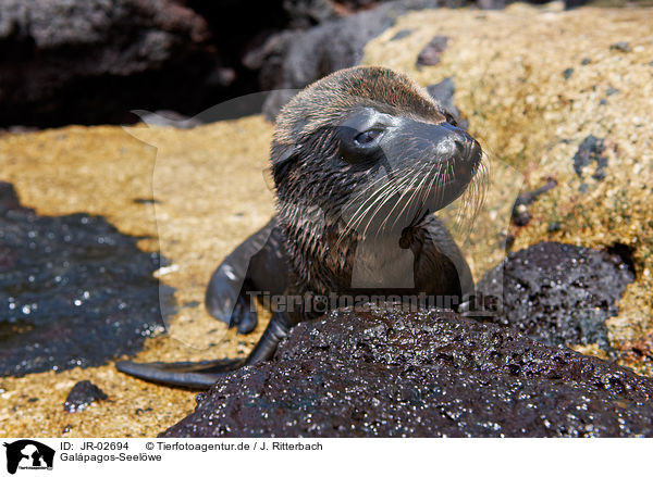 Galpagos-Seelwe / JR-02694