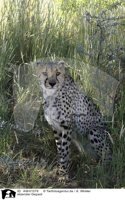sitzender Gepard / sitting cheetah / AW-01079