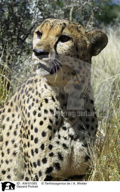 Gepard Portrait / AW-01085