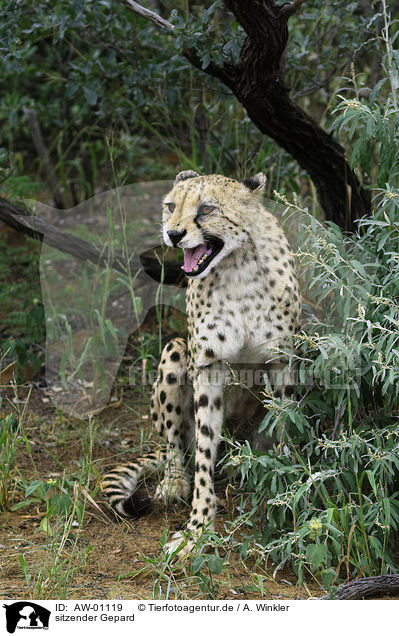 sitzender Gepard / sitting cheetah / AW-01119