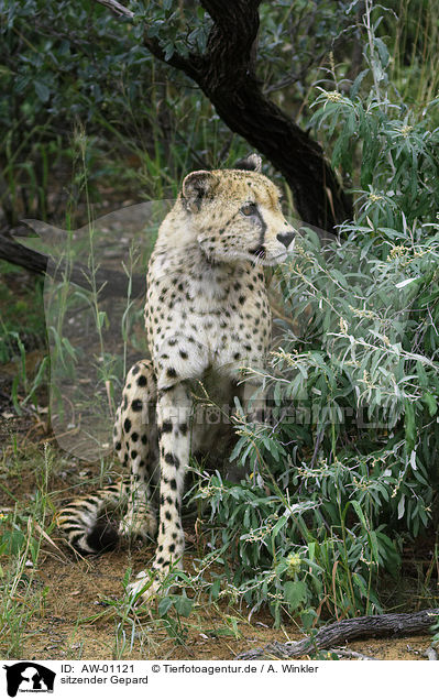 sitzender Gepard / sitting cheetah / AW-01121