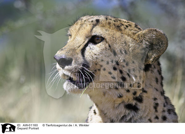 Gepard Portrait / cheetah portrait / AW-01160