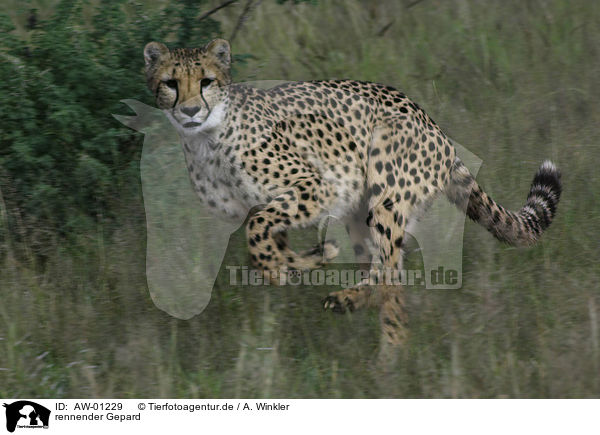 rennender Gepard / running cheetah / AW-01229