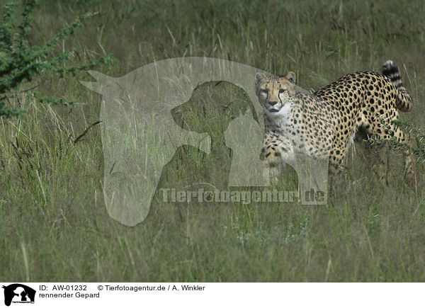 rennender Gepard / running cheetah / AW-01232