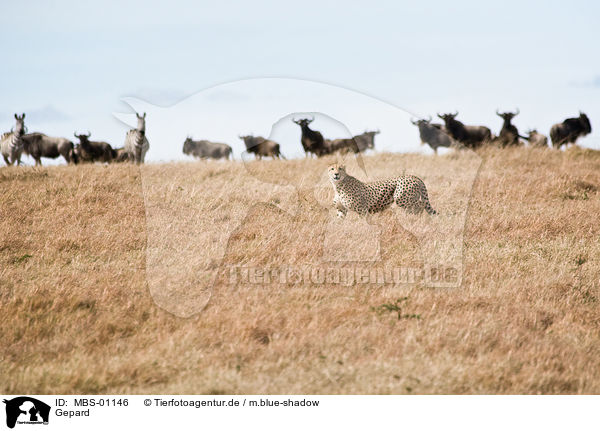 Gepard / hunting-leopard / MBS-01146
