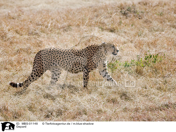 Gepard / hunting-leopard / MBS-01148