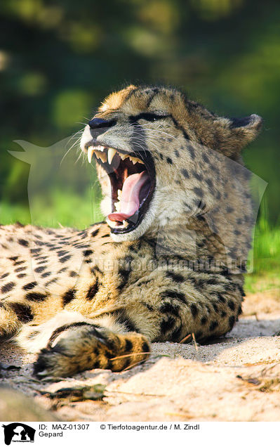 Gepard / hunting-leopard / MAZ-01307
