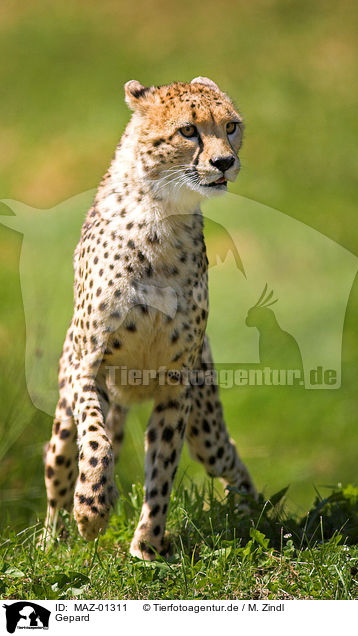 Gepard / hunting-leopard / MAZ-01311