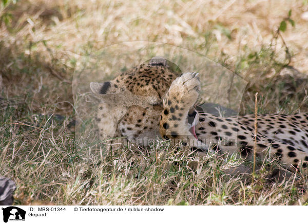 Gepard / hunting-leopard / MBS-01344