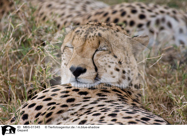 Gepard / hunting-leopard / MBS-01345