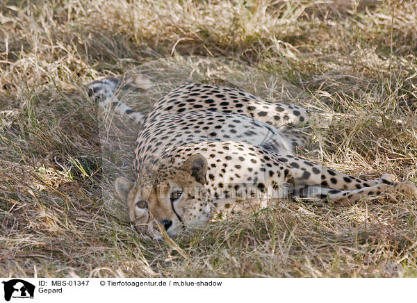 Gepard / hunting-leopard / MBS-01347