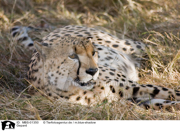 Gepard / hunting-leopard / MBS-01350