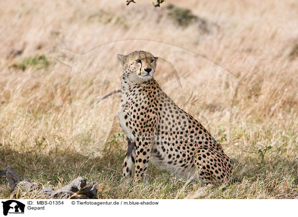 Gepard / hunting-leopard / MBS-01354