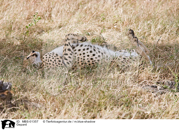 Gepard / hunting-leopard / MBS-01357