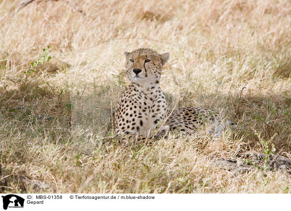 Gepard / hunting-leopard / MBS-01358