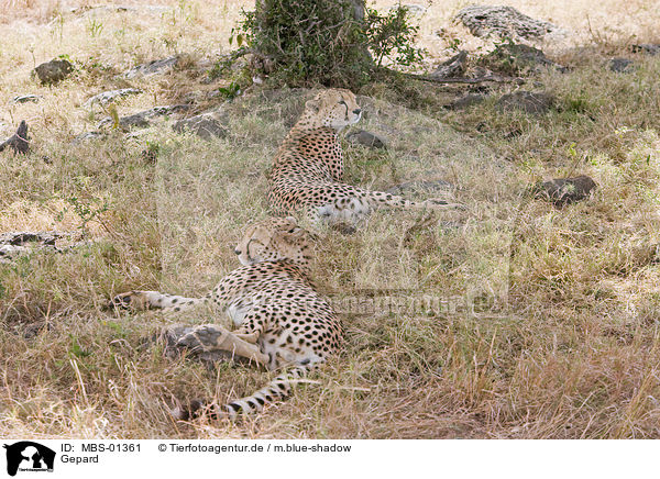 Gepard / hunting-leopard / MBS-01361