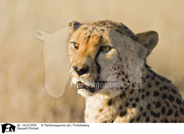 Gepard Portrait / cheetah portrait / HJ-01976