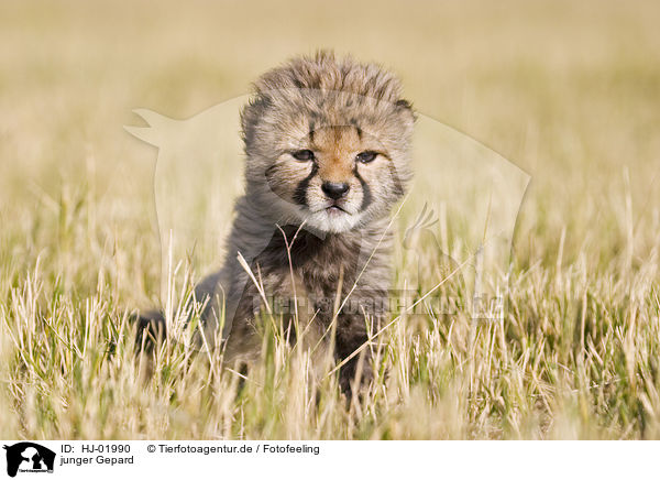 junger Gepard / young cheetah / HJ-01990