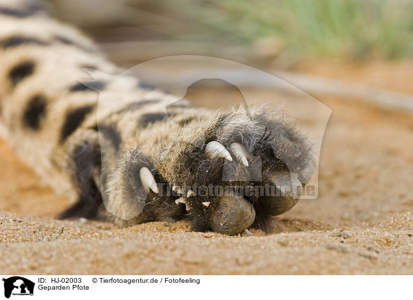 Geparden Pfote / cheetah paw / HJ-02003