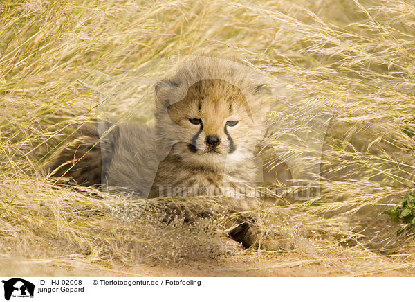 junger Gepard / young cheetah / HJ-02008