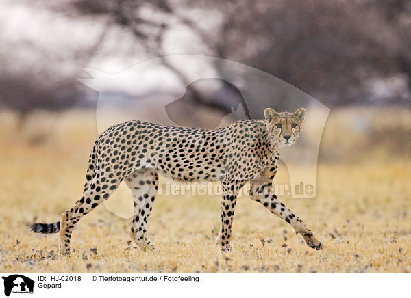 Gepard / cheetah / HJ-02018