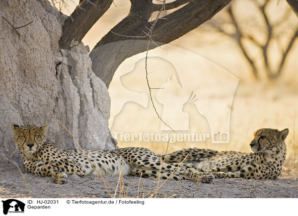 Geparden / cheetahs / HJ-02031