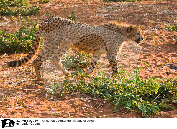 gehender Gepard / walking cheetah / MBS-02520