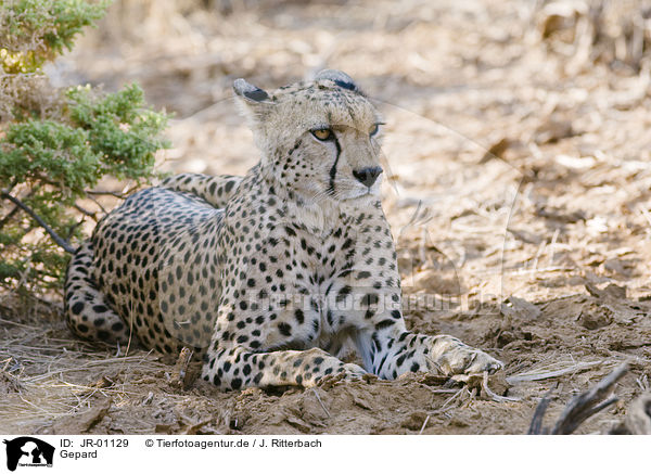Gepard / cheetah / JR-01129