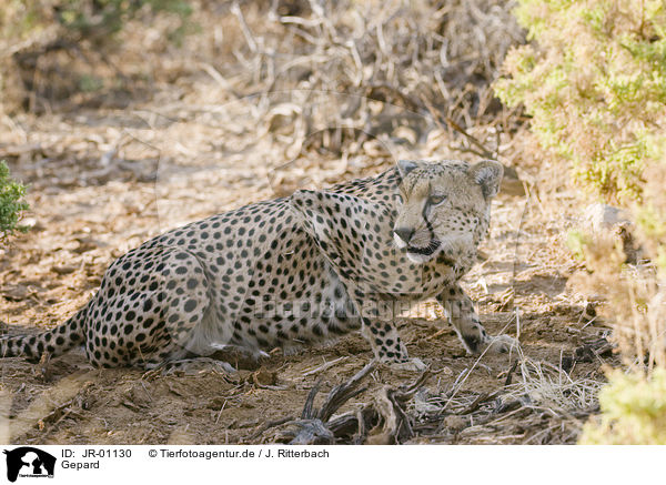 Gepard / cheetah / JR-01130