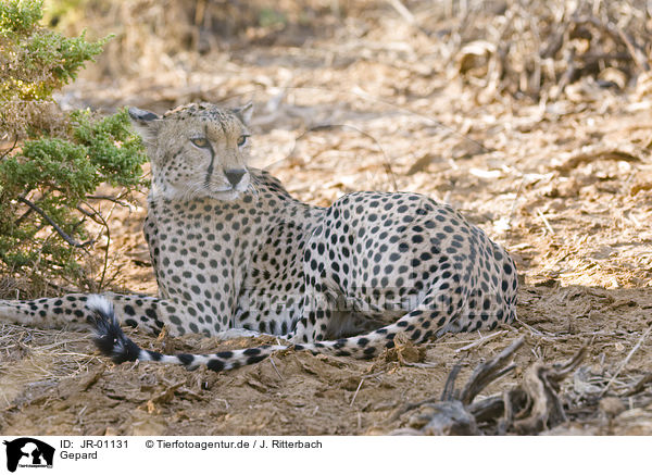 Gepard / cheetah / JR-01131