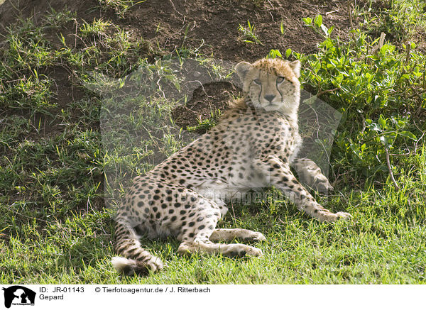 Gepard / cheetah / JR-01143
