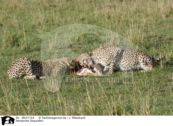 fressende Geparden / eating cheetahs / JR-01144