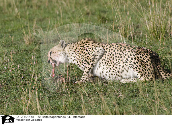 fressender Geparde / eating cheetah / JR-01148