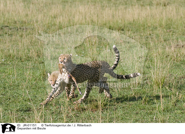 Geparden mit Beute / cheetahs with prey / JR-01151