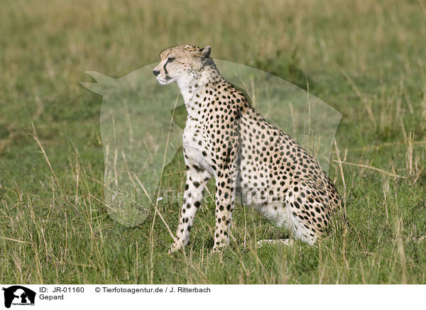 Gepard / cheetah / JR-01160