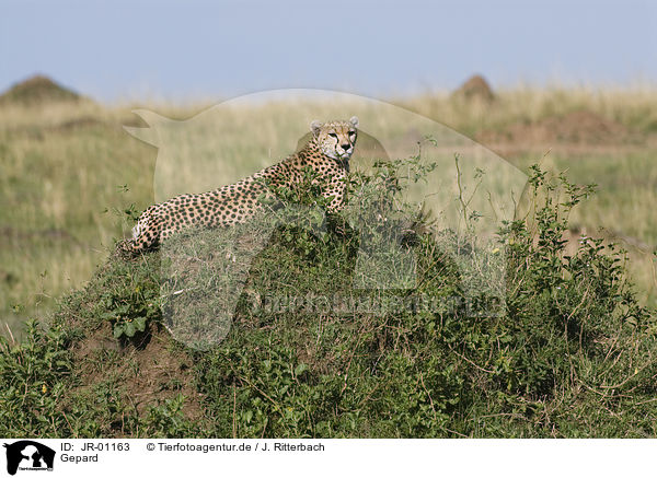 Gepard / cheetah / JR-01163