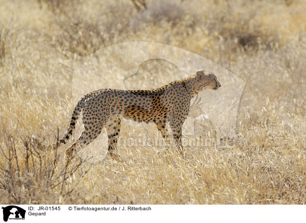 Gepard / cheetah / JR-01545
