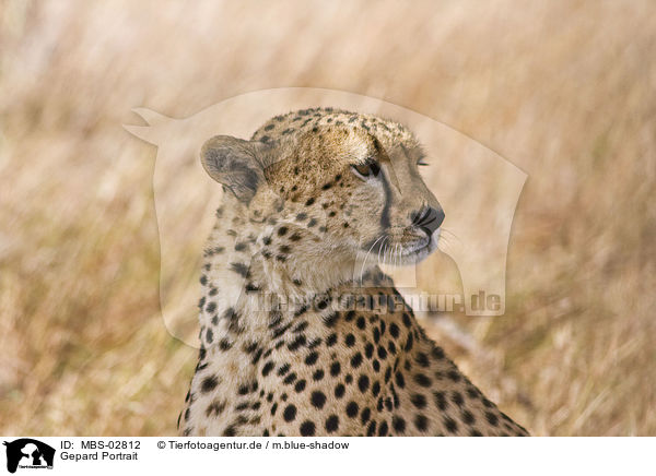 Gepard Portrait / cheetah portrait / MBS-02812