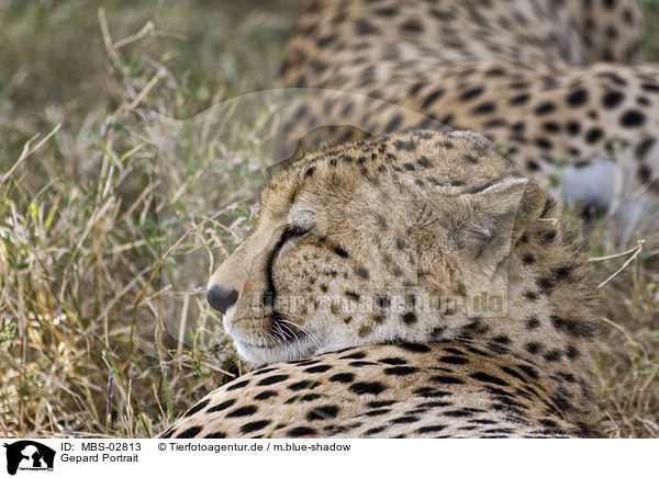 Gepard Portrait / MBS-02813