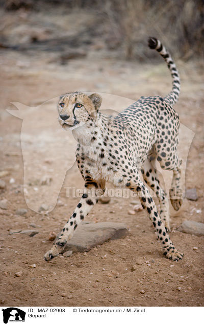 Gepard / cheetah / MAZ-02908