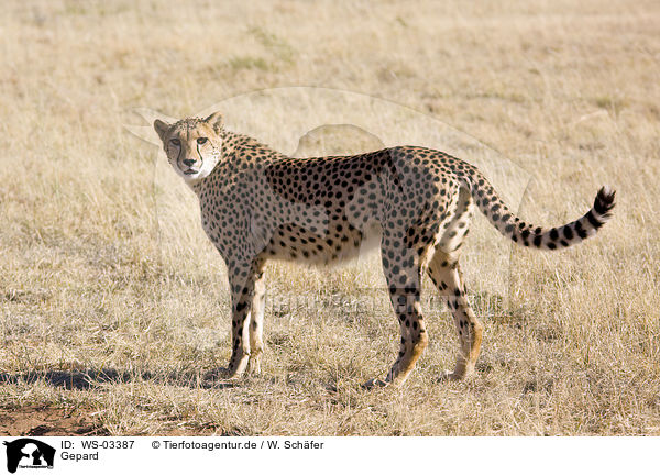 Gepard / cheetah / WS-03387